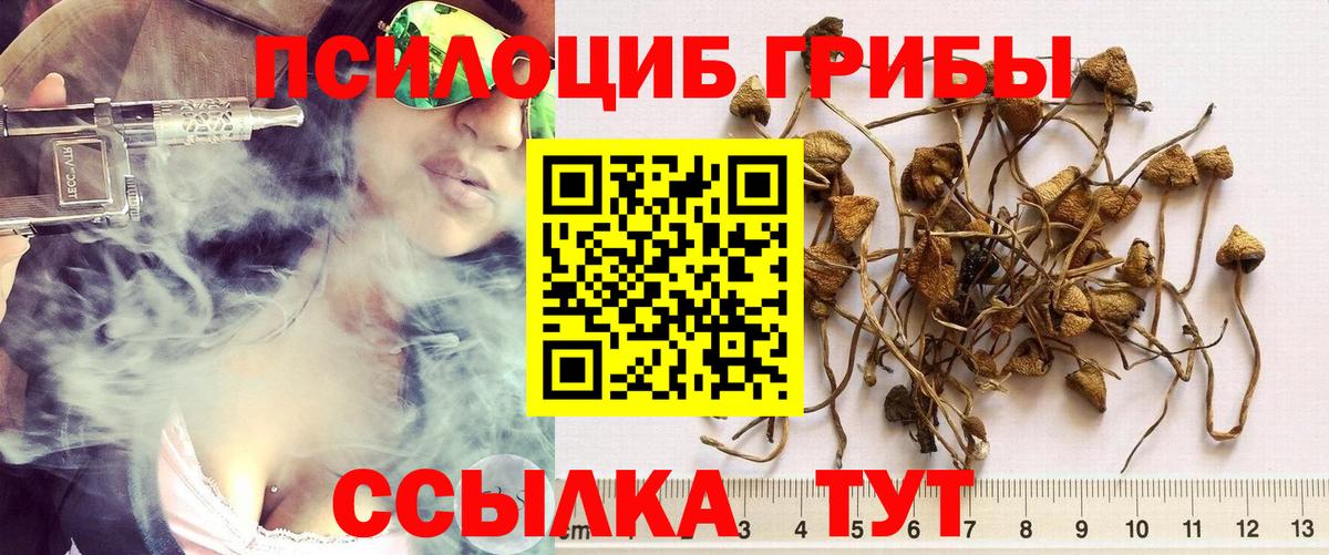 Галлюциногенные грибы Psilocybe  Вход с VPN  Псилоцибиновые грибы Psilocybine cubensis  Чернушка 